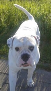 Amerikaanse bulldog