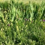 wilde orchidee