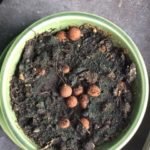 imbolc 