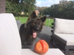 Wolf, de hond bij de kapper