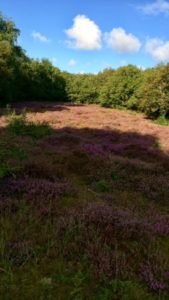 grenzen verleggen, in de schaduw groeit en bloeit ook heide