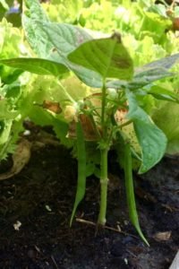 sperzieboon, ups en downs in de natuur