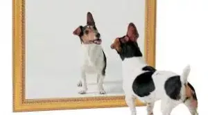 spiegel van de assistente