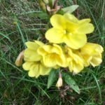 herstel van kanker en kankerbehandeling. teunisbloem