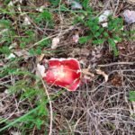 herstel van kanker en kankerbehandeling. paddenstoel